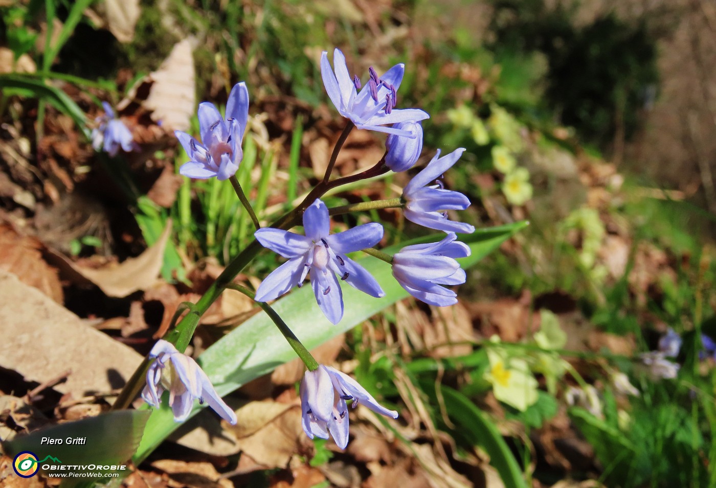 30 Scilla bifolia (Scilla silvestre).JPG